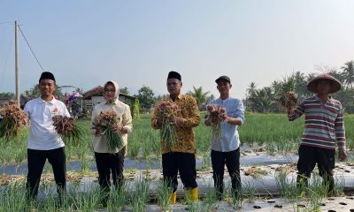 Airin Rachmi Diany bersama Petani melakukan panen bawang merah di Kecamatan Banjar, Kabupaten Pandeglang, Minggu (30/7/2023).